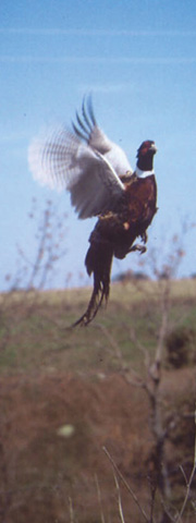 ring neck pheasant